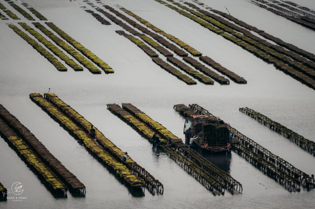 Port Lazo Oyster Beds, Brittany, France