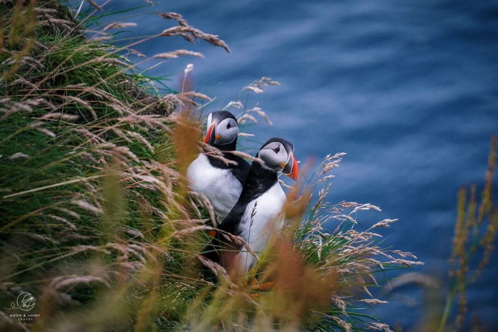 Puffins in Gjogv, Faroe Islands