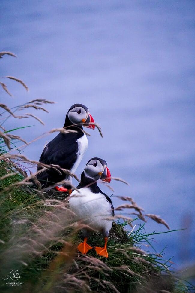 Puffins, Faroe Islands