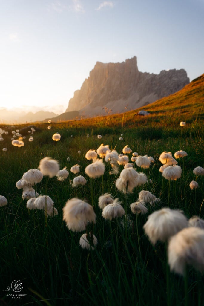 Rätikon, Wollgras, Sonnenuntergang, Schweiz