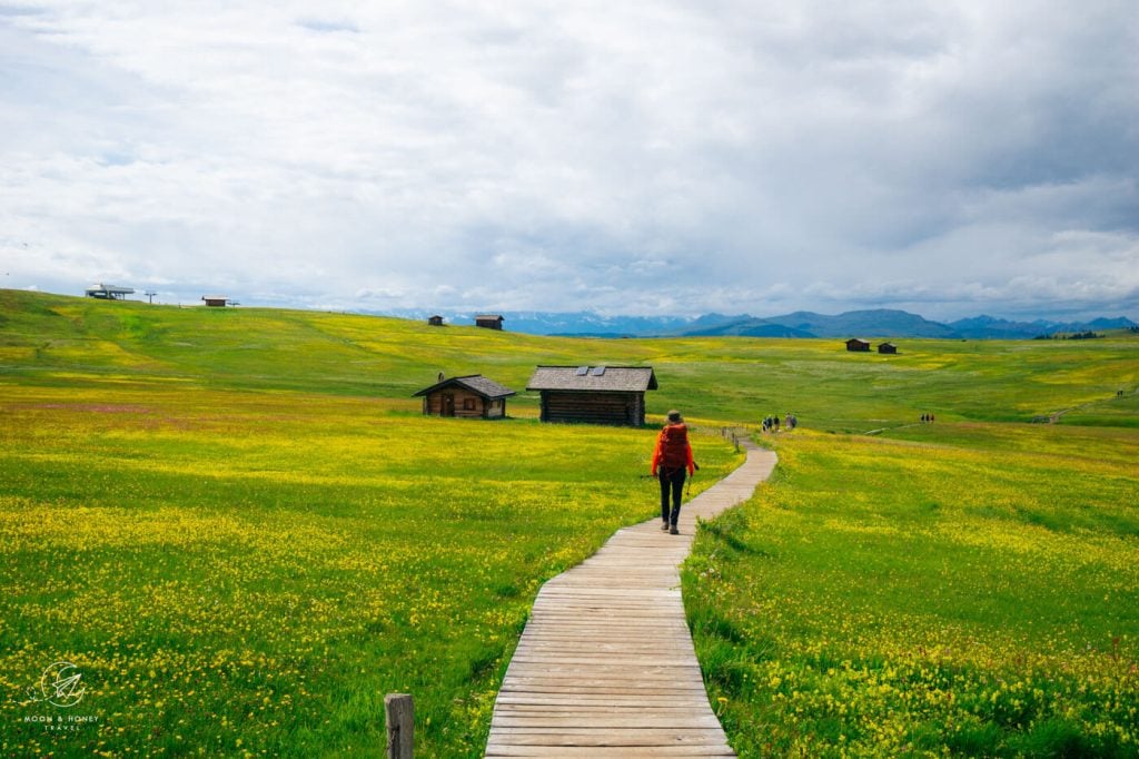 Alpe di Siusi boardwalk and wildflowers, Dolomites