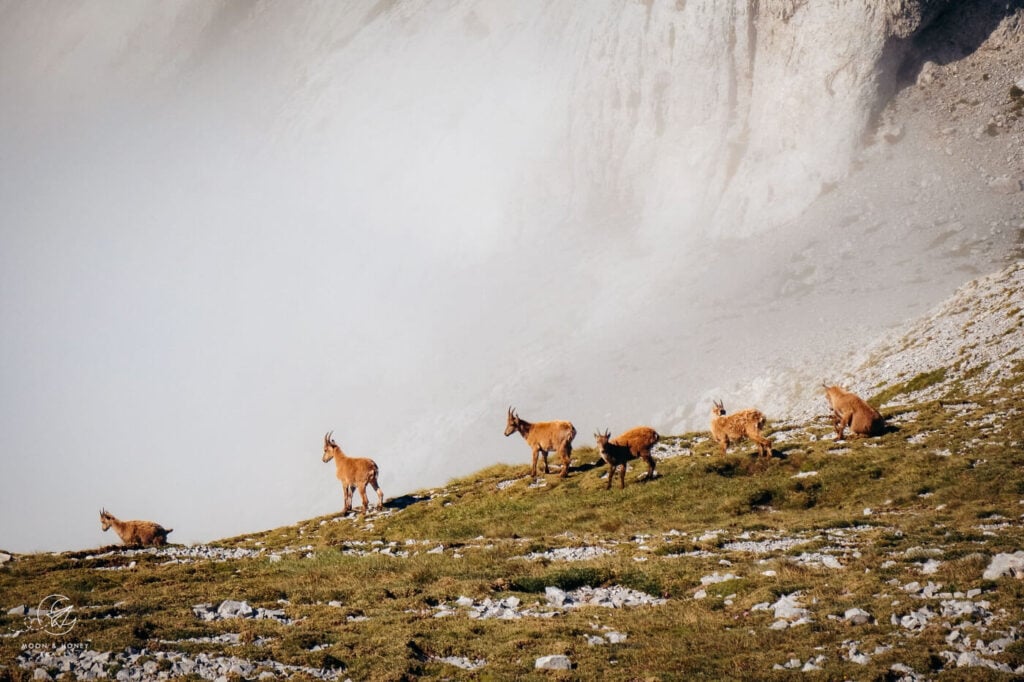 Ibex, Schiestlhaus - Häuslalm - Bodenbauer hiking trail, Hochschwab, Austria