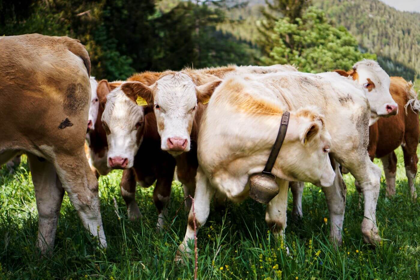 Cows, Schneeberg meadow, Hiking near Vienna