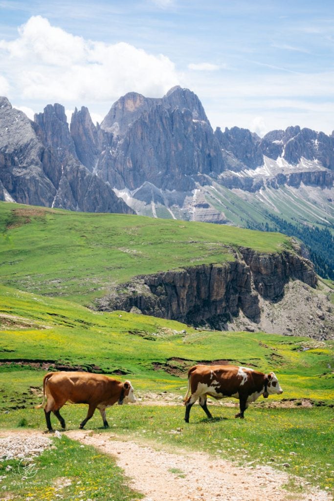 Sciliar Plateau grazing area and the Rosengarten Dolomites, Italy