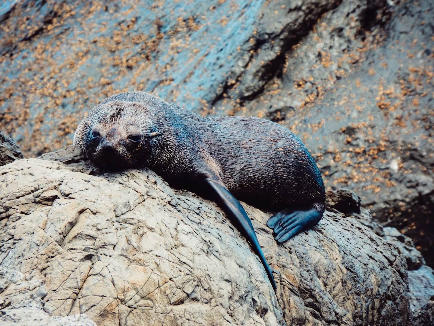 Seal Colony, North Island Itinerary, New Zealand