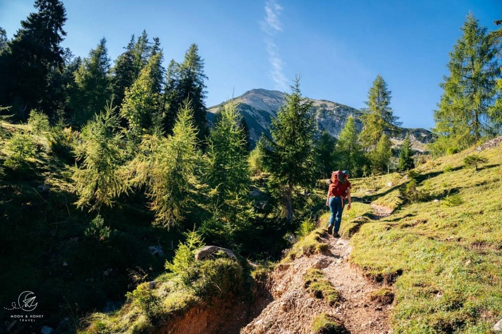 Seekaralm hiking trail, larch trees, Karwendel, Austria