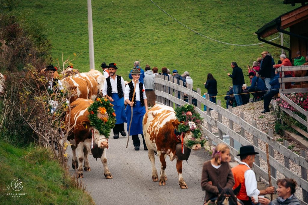 Alpe di Siusi / Seiser Alm to San Valentino / St. Valentin Almabtrieb, Dolomites