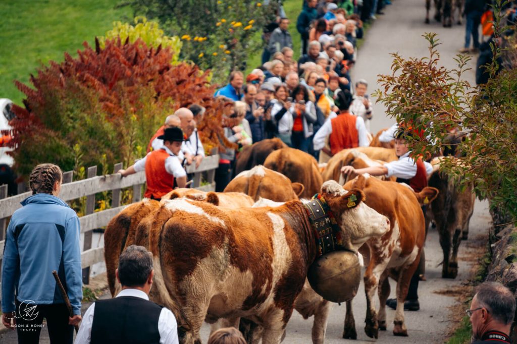 Almabtrieb in the Dolomites, Italy