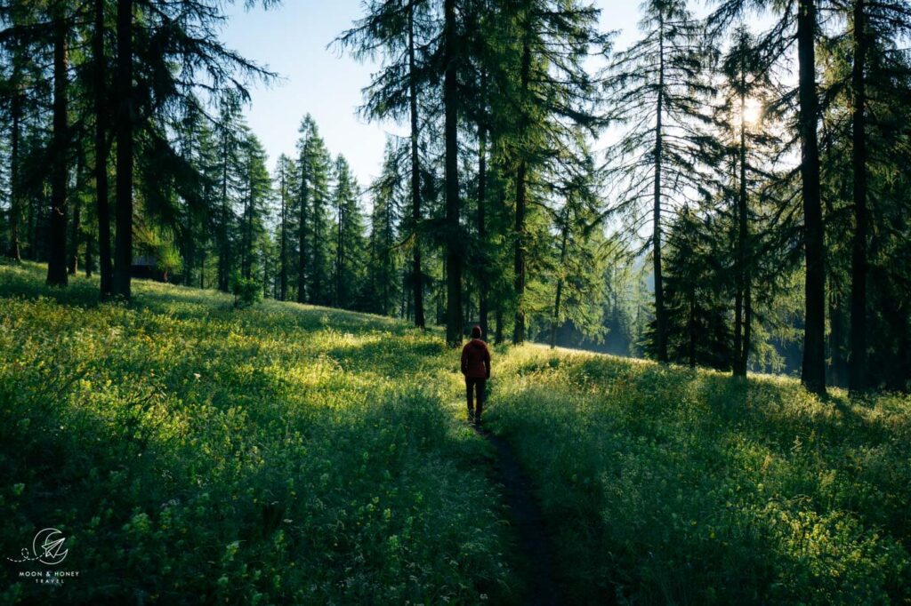 Val Fiscalina larch forest, Sesto, Dolomites