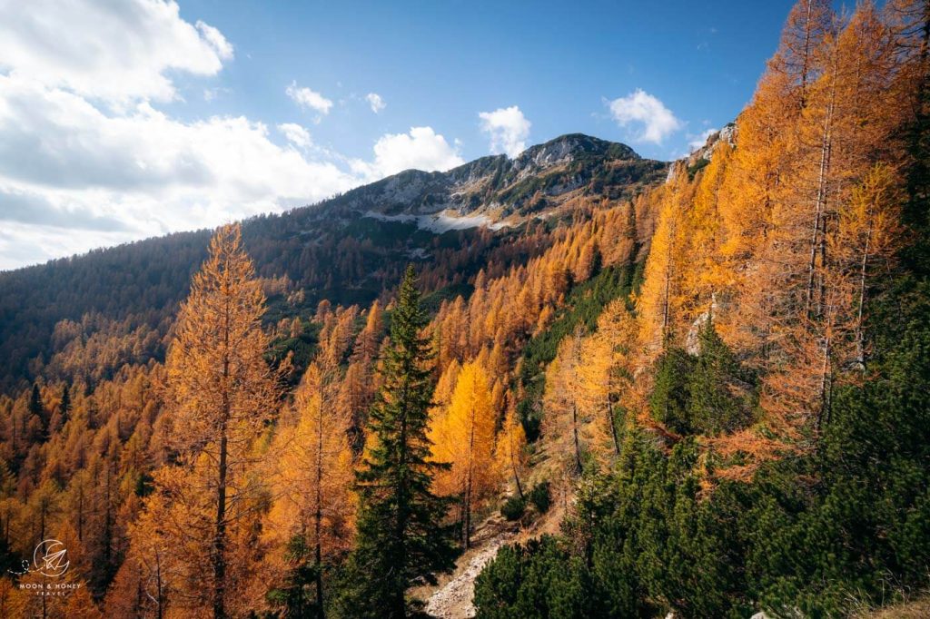 Julian Alps Larch Forest, Slovenia