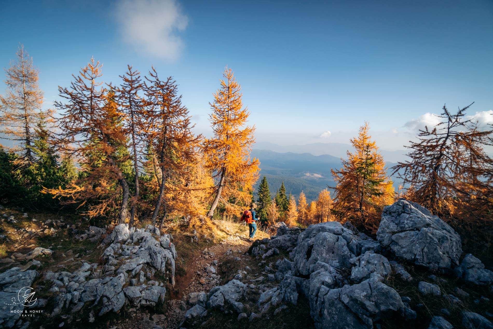 Larch trees, Julian Alps, October