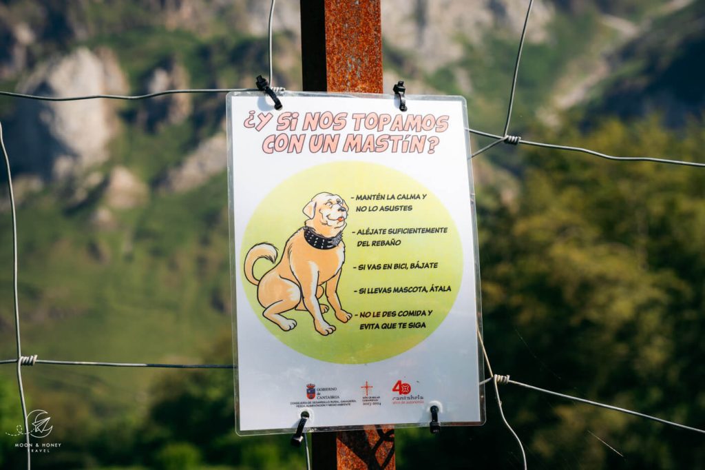 Spanish Mastiff rules of conduct, Picos de Europa National Park, Spain