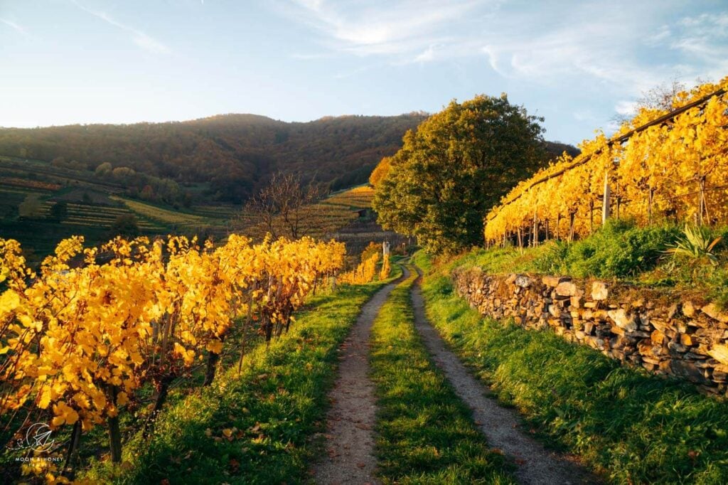 Wachau im Herbst, Niederösterreich