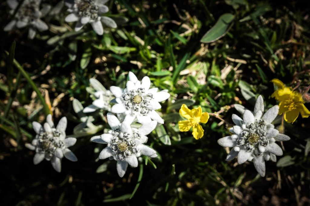 Edelweiss atop Rodica, Lake Bohinj, Slovenia