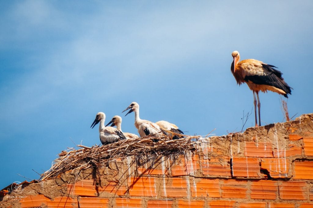 Storks, Silves, Algarve, Portugal