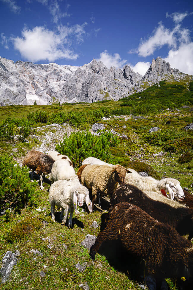 Hochkönig sheep, Salzburg, Austria