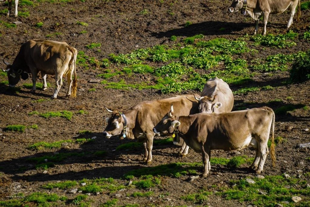 Cows grazing, Alpage de La Peule, Switzerland