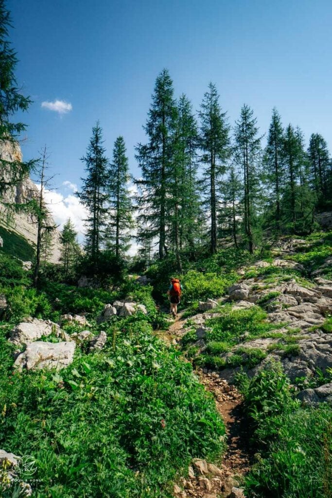 Larch Forest, Triglav National Park, Slovenia