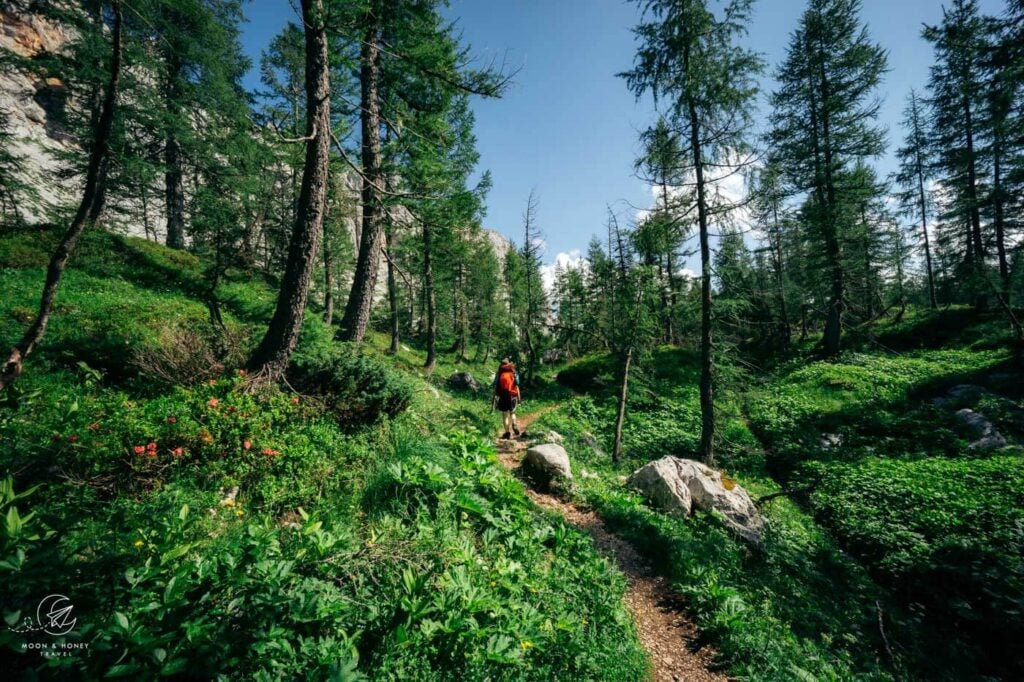 Triglav National Park Forest, Slovenia