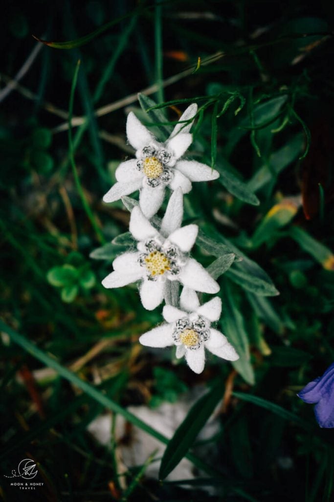 Edelweiss, Slovenian Alps, Slovenia