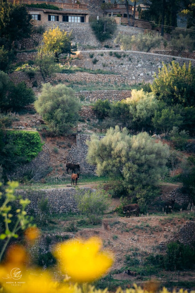 Hotel Valldemossa, Terraced Olive Grove, Mallorca