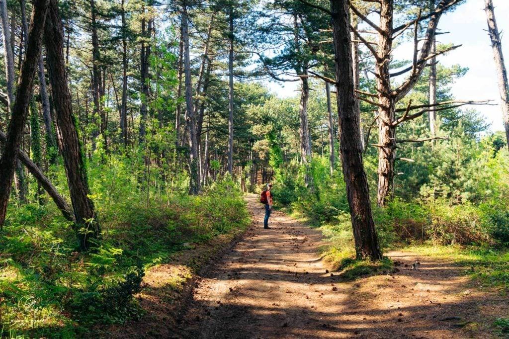 Vrmac Forest, Kotor Bay, Montenegro