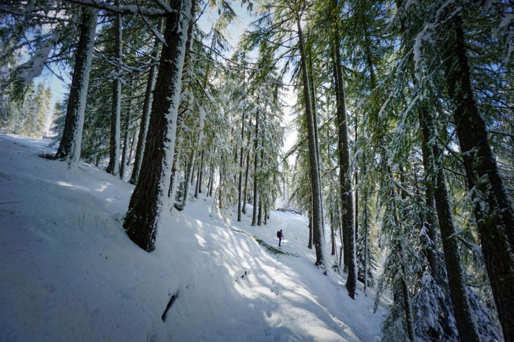 Path of the Larches, San Cassiano, Alta Badia